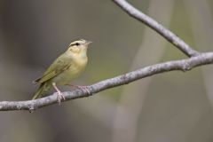 Worm-eating Warbler, Helmitheros vermivorum