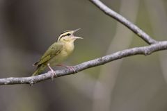 Worm-eating Warbler, Helmitheros vermivorum