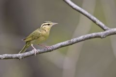 Worm-eating Warbler, Helmitheros vermivorum