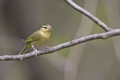 Worm-eating Warbler, Helmitheros vermivorum