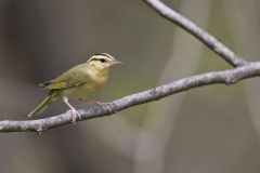 Worm-eating Warbler, Helmitheros vermivorum