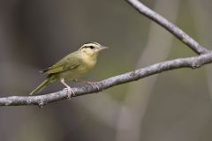 Worm-eating Warbler, Helmitheros vermivorum