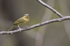 Worm-eating Warbler, Helmitheros vermivorum