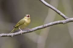 Worm-eating Warbler, Helmitheros vermivorum