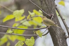 Worm-eating Warbler, Helmitheros vermivorum