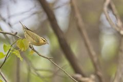 Worm-eating Warbler, Helmitheros vermivorum