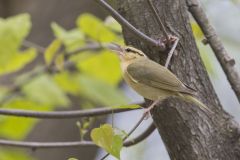 Worm-eating Warbler, Helmitheros vermivorum