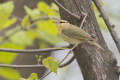 Worm-eating Warbler, Helmitheros vermivorum