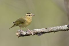 Worm-eating Warbler, Helmitheros vermivorum