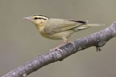 Worm-eating Warbler, Helmitheros vermivorum