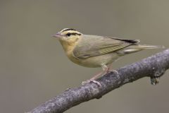 Worm-eating Warbler, Helmitheros vermivorum