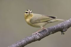 Worm-eating Warbler, Helmitheros vermivorum