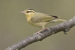 Worm-eating Warbler, Helmitheros vermivorum