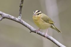 Worm-eating Warbler, Helmitheros vermivorum