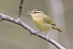 Worm-eating Warbler, Helmitheros vermivorum