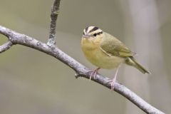 Worm-eating Warbler, Helmitheros vermivorum