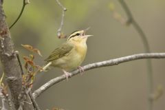 Worm-eating Warbler, Helmitheros vermivorum