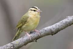 Worm-eating Warbler, Helmitheros vermivorum