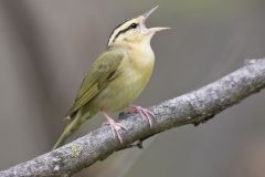 Worm-eating Warbler, Helmitheros vermivorum