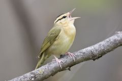 Worm-eating Warbler, Helmitheros vermivorum