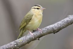 Worm-eating Warbler, Helmitheros vermivorum