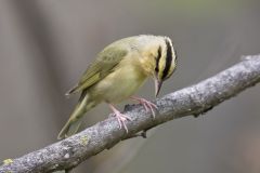 Worm-eating Warbler, Helmitheros vermivorum