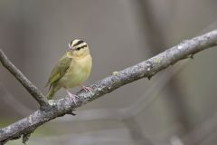 Worm-eating Warbler, Helmitheros vermivorum