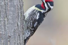 Yellow-bellied Sapsucker, Sphyrapicus varius