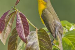 Yellow-breasted Chat, Icteria virens