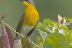 Yellow-breasted Chat, Icteria virens