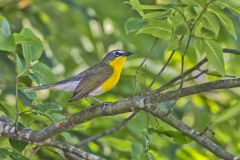 Yellow-breasted Chat, Icteria virens