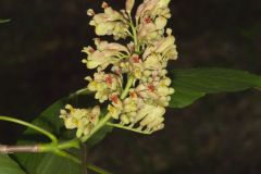 Yellow Buckeye, Aesculus flava