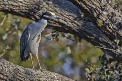 Yellow-crowned Night Heron, Nyctanassa violacea