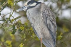 Yellow-crowned Night Heron, Nyctanassa violacea