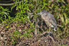 Yellow-crowned Night Heron, Nyctanassa violacea