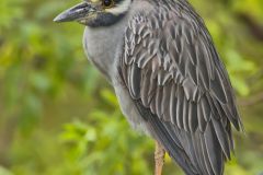 Yellow-crowned Night Heron, Nyctanassa violacea