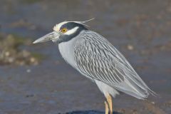 Yellow-crowned Night Heron, Nyctanassa violacea