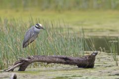 Yellow-crowned Night Heron, Nyctanassa violacea