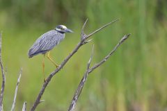 Yellow-crowned Night Heron, Nyctanassa violacea