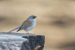 Yellow-eyed Junco, Junco phaeonotus