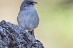 Yellow-eyed Junco, Junco phaeonotus