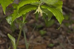 Yellow Fairybells, Prosartes lanuginosa