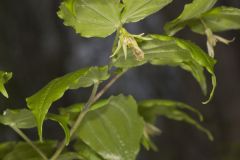 Yellow Fairybells, Prosartes lanuginosa