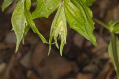 Yellow Fairybells, Prosartes lanuginosa