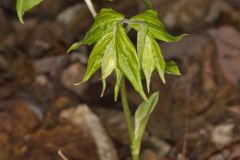 Yellow Fairybells, Prosartes lanuginosa