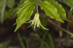 Yellow Fairybells, Prosartes lanuginosa