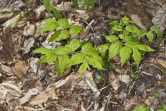 Yellow Fairybells, Prosartes lanuginosa