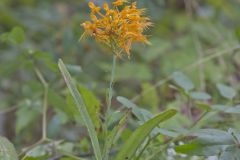 Yellow Fringed Orchid, Platanthera ciliaris