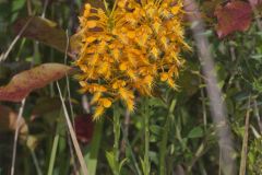 Yellow Fringed Orchid, Platanthera ciliaris