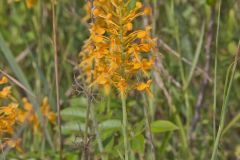 Yellow Fringed Orchid, Platanthera ciliaris